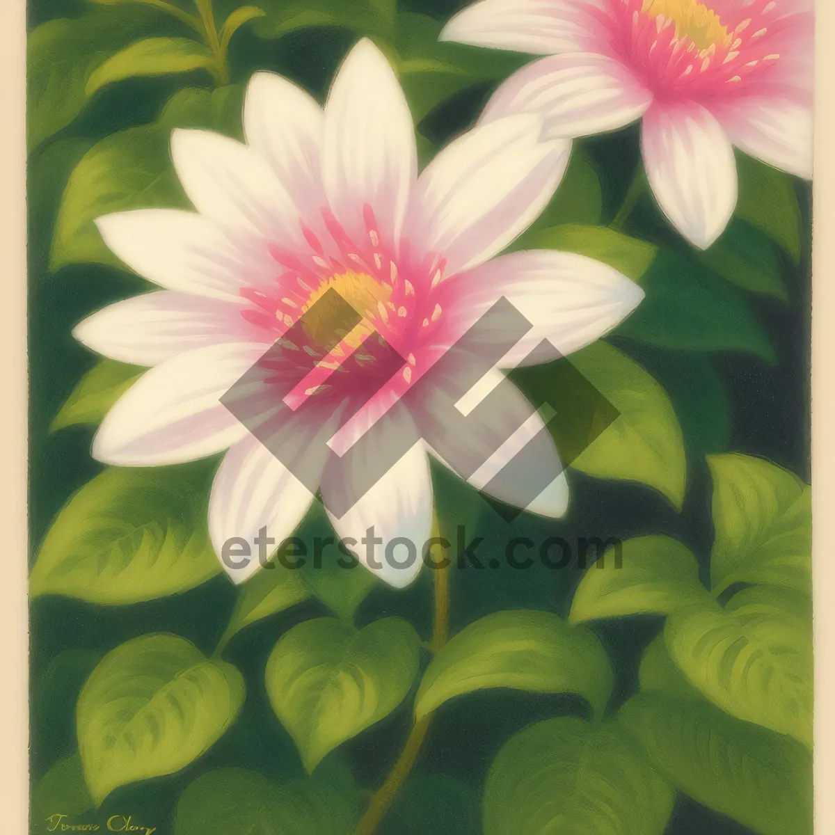 Picture of Floral Pink Lotus Blossom in Full Bloom