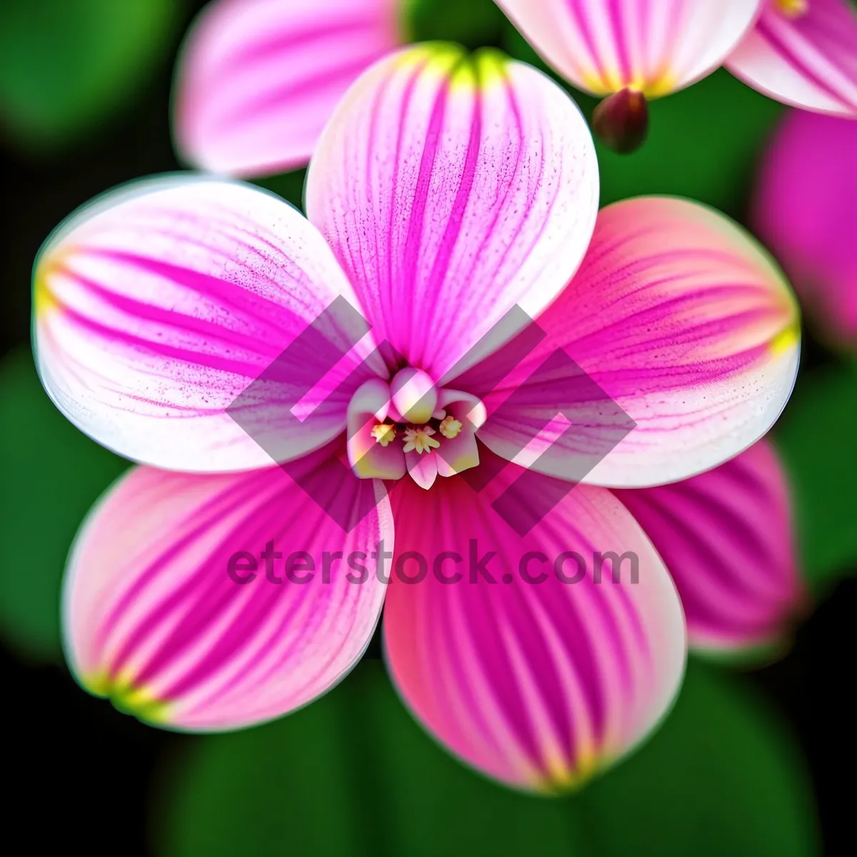 Picture of Vibrant Pink Floral Pattern with Bright Purple Blossoms