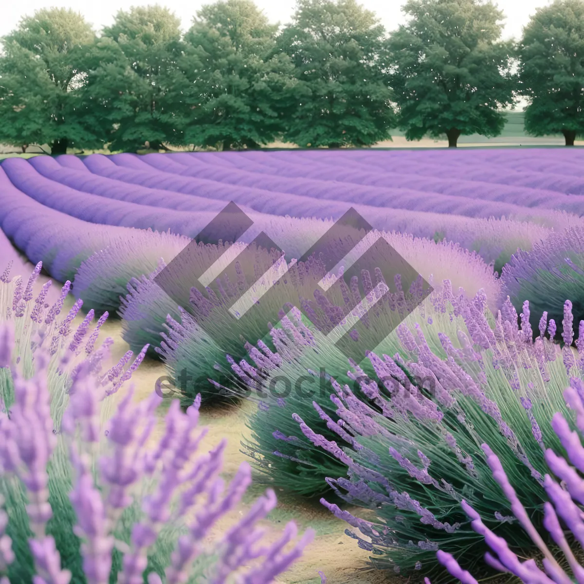 Picture of Colorful Lavender Blooming in Summer Meadow