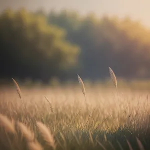 Golden Wheat Field Under Sunny Sky