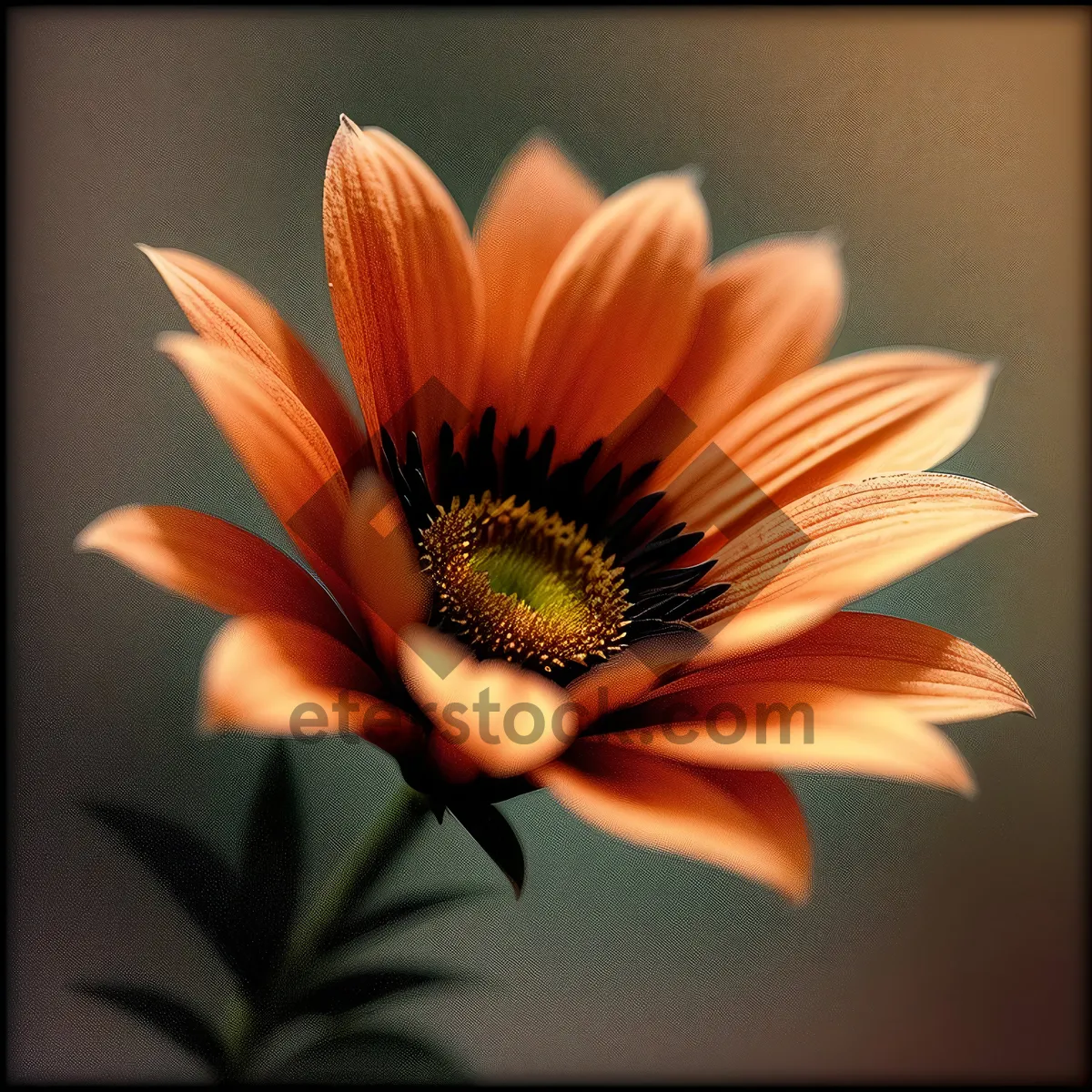 Picture of Bright Floral Sunflower Petals in Bloom