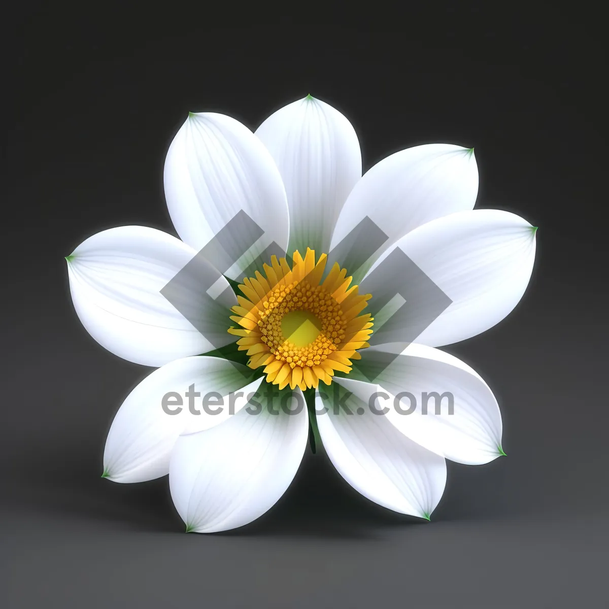 Picture of Daisy Petal Bloom: White Floral Delight in Meadow