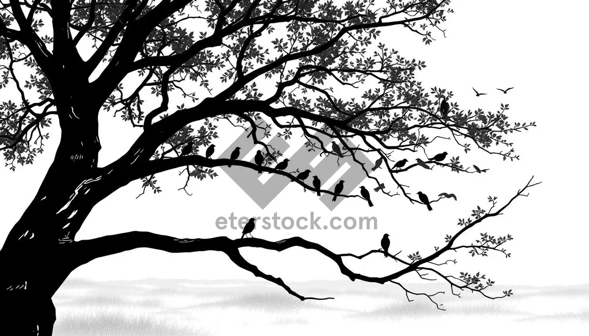 Picture of Silhouette of Oak Tree Against Winter Sky