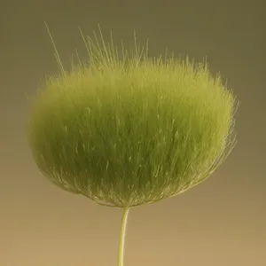 Common Teasel: Beautiful Vascular Plant with Delicate Flowers