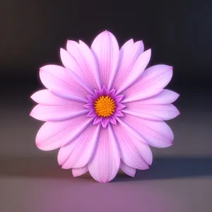 Bright Pink Daisy Petals in Bloom