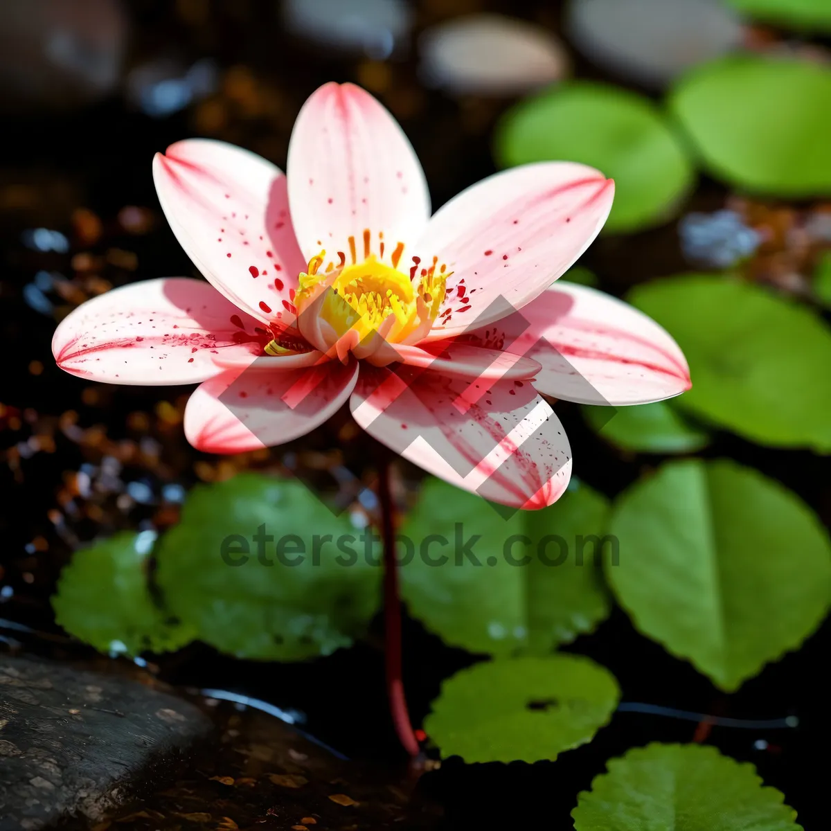 Picture of Pink Lily Blossom in Aquatic Garden