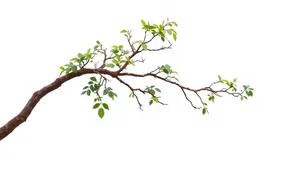 Silhouette of summer tree branches with blooming foliage