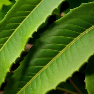 Sumac Tree Leaves: Fresh Foliage in a Lush Garden