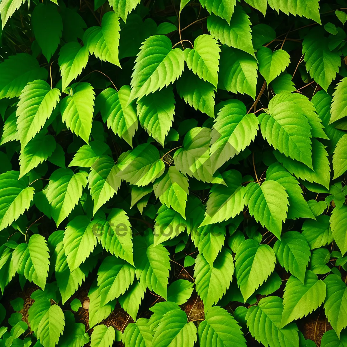 Picture of Vibrant Maple Leaf in Sunlit Forest