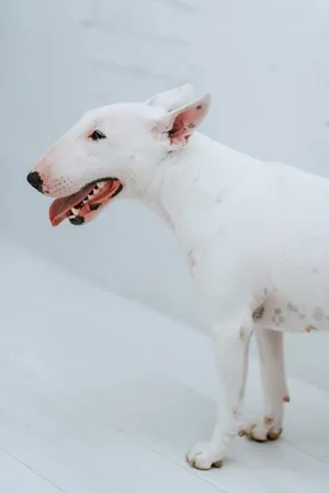 Cute White Dog on Farm