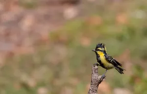 Black and Yellow Finch Bird on Branch Wildlife Portrait