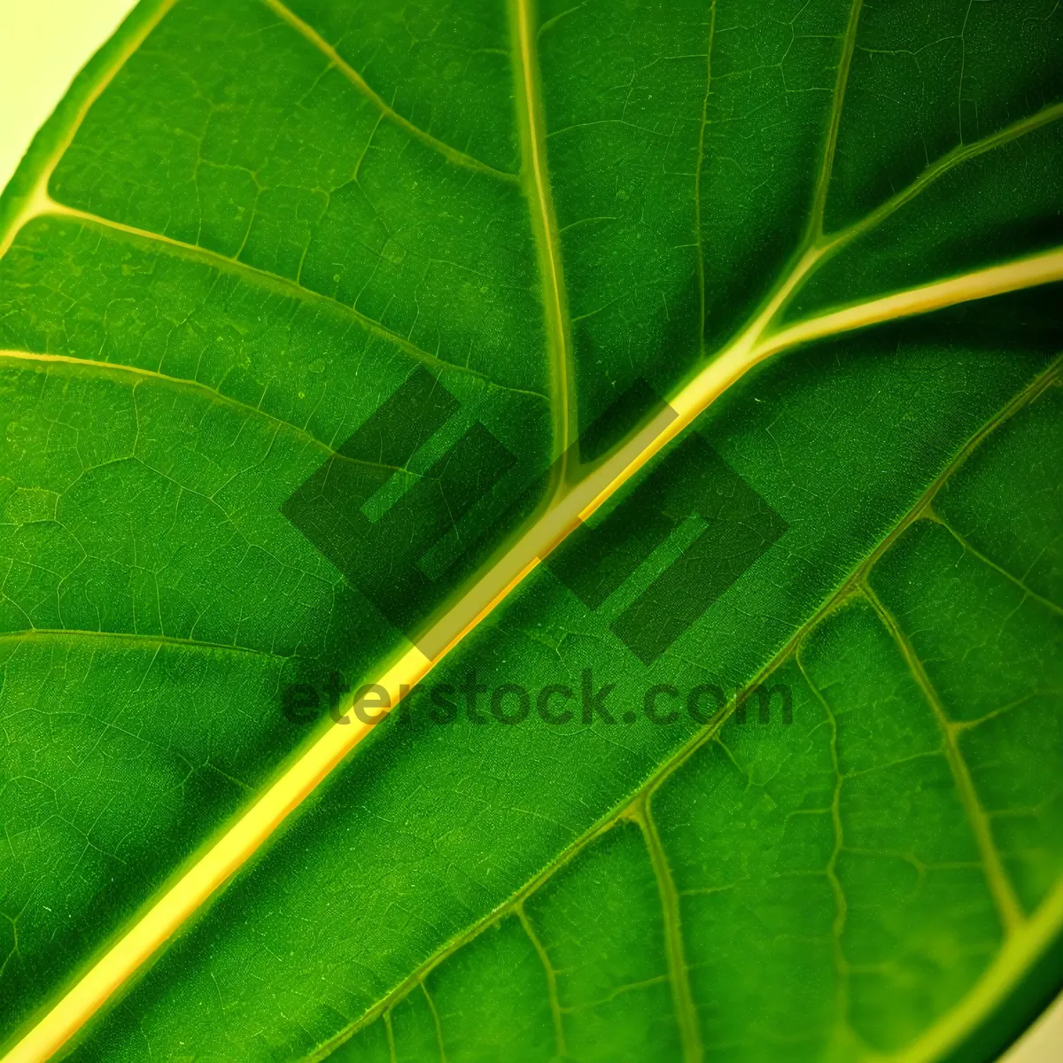 Picture of Vibrant Rhubarb Leaf in a Lush Garden Environment