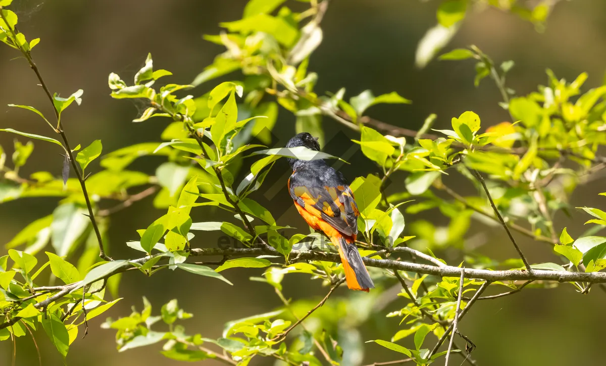 Picture of Wild Robin Perched on Tree Branch in Park