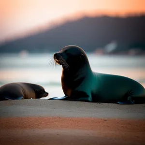 Seal lounging on sandy beach by the ocean.