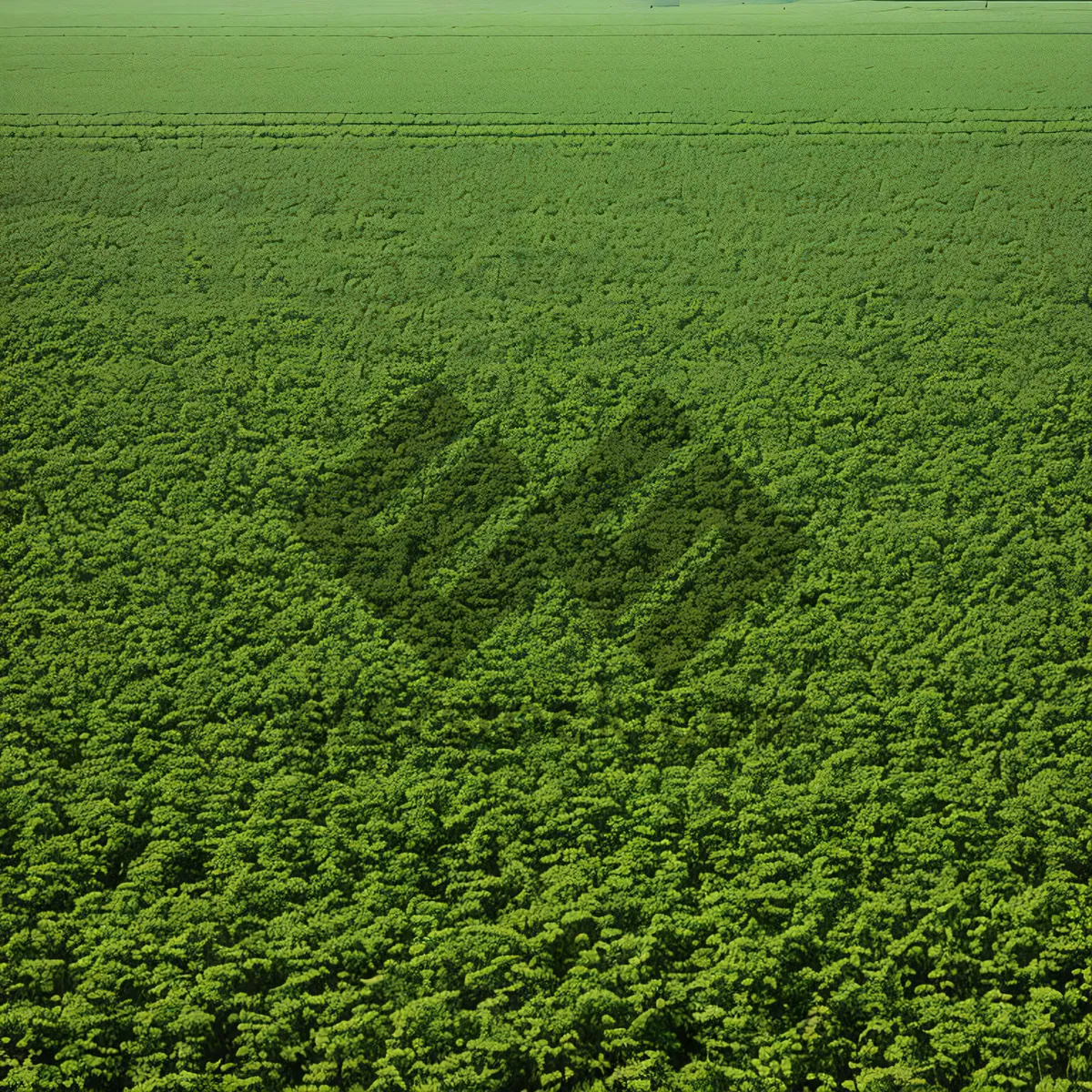 Picture of Vibrant Green Soybean Field with Lush Grass