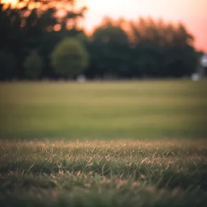 Serene Wheat Field Under Sunny Skies