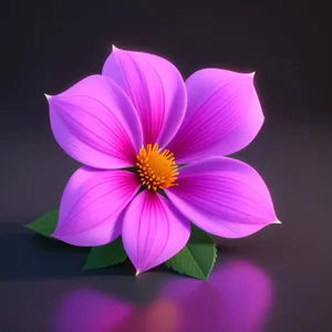 Bright Pink Daisy Blossom in Summer Garden