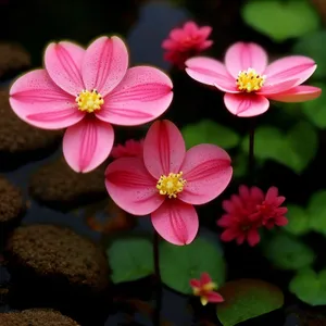 Pink Blossoming Scarlet Pimpernel in Garden