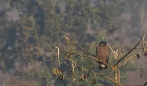 Black bird with fierce gaze perched on branch.