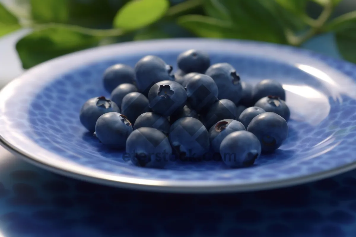 Picture of Fresh and Juicy Blueberries Harvested from Vineyard