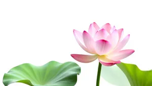 Colorful Floral Bouquet with Pink Lotus Blossom