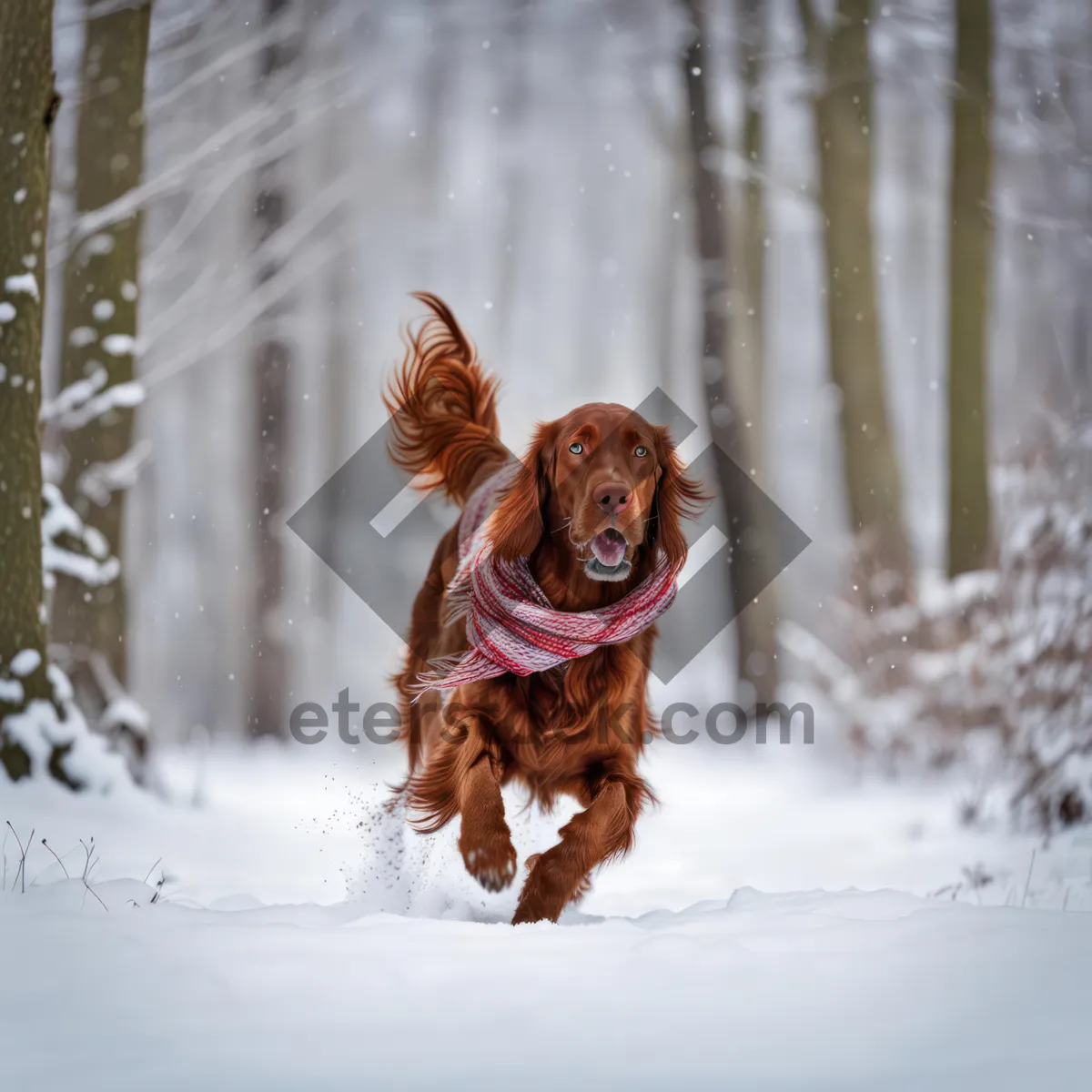 Picture of Cute winter retriever puppy playing in the snow