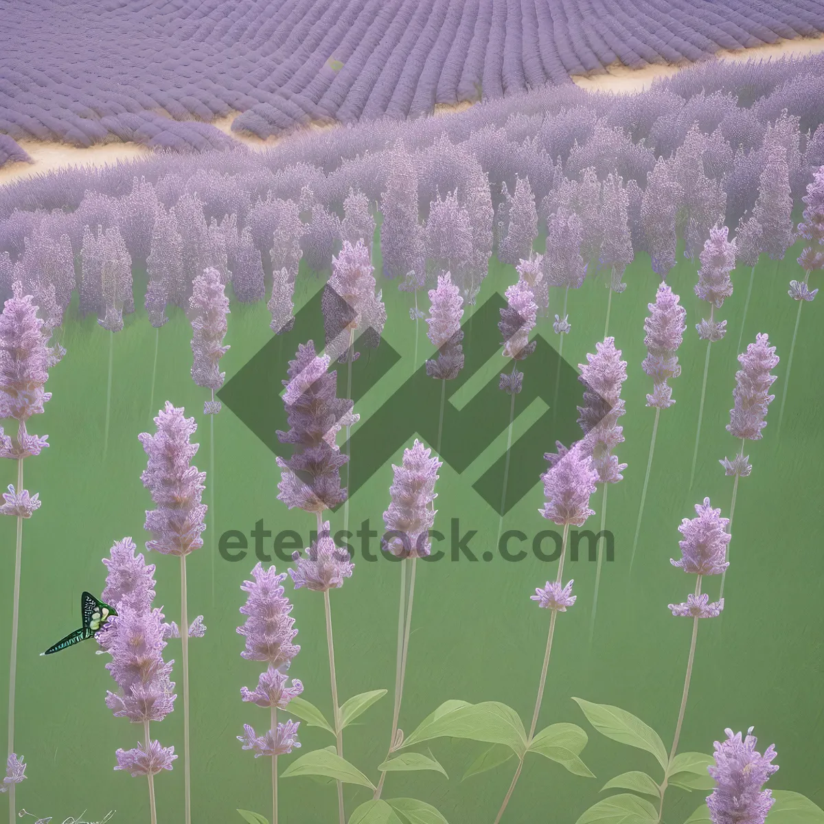 Picture of Lavender Field Blooming in Fragrant Countryside