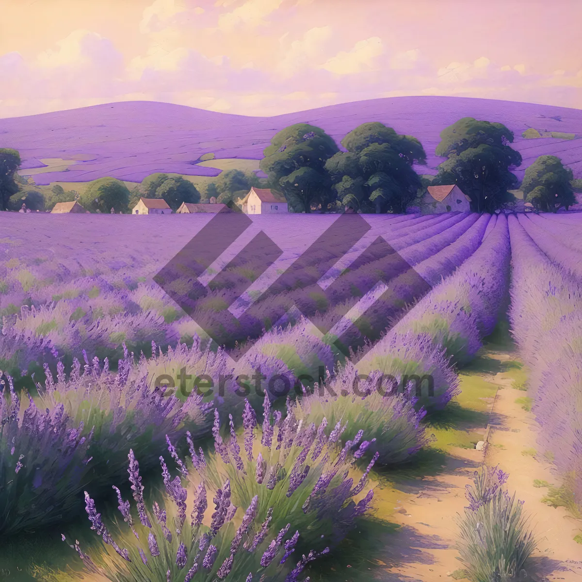 Picture of Purple Lavender Shrub in Rural Field Landscape