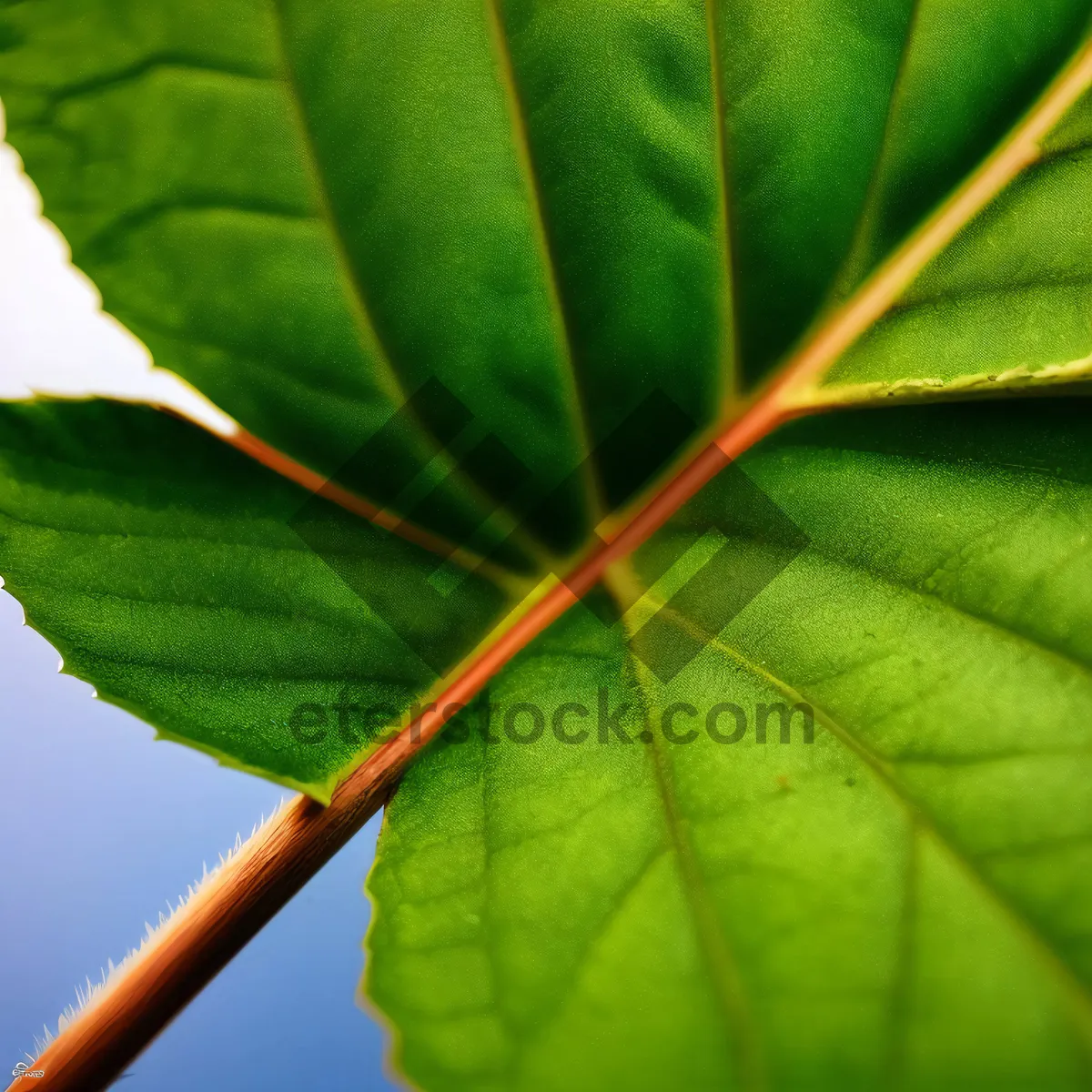 Picture of Vibrant Maple Leaf Veins in Summer Garden