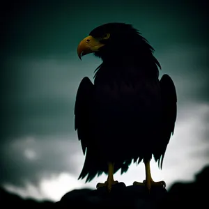 Majestic Predator: Bald Eagle in Flight.