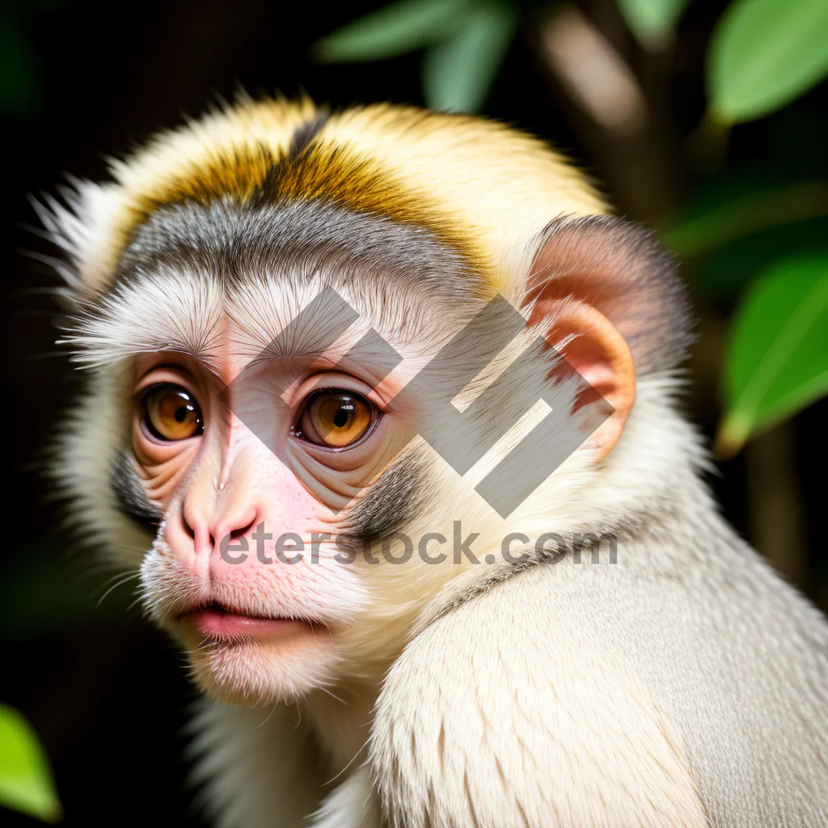 Picture of Playful Macaque Monkey in the Wild