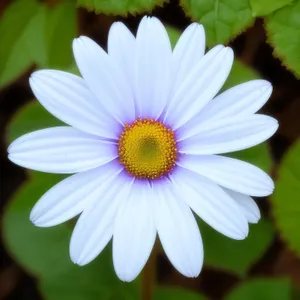 Vibrant Yellow Daisy Blossom in Spring Meadow