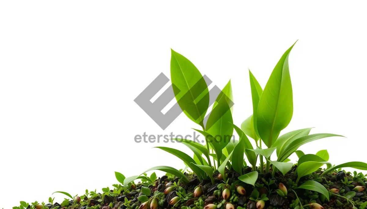 Picture of Organic tea plant with fresh green leaves branches