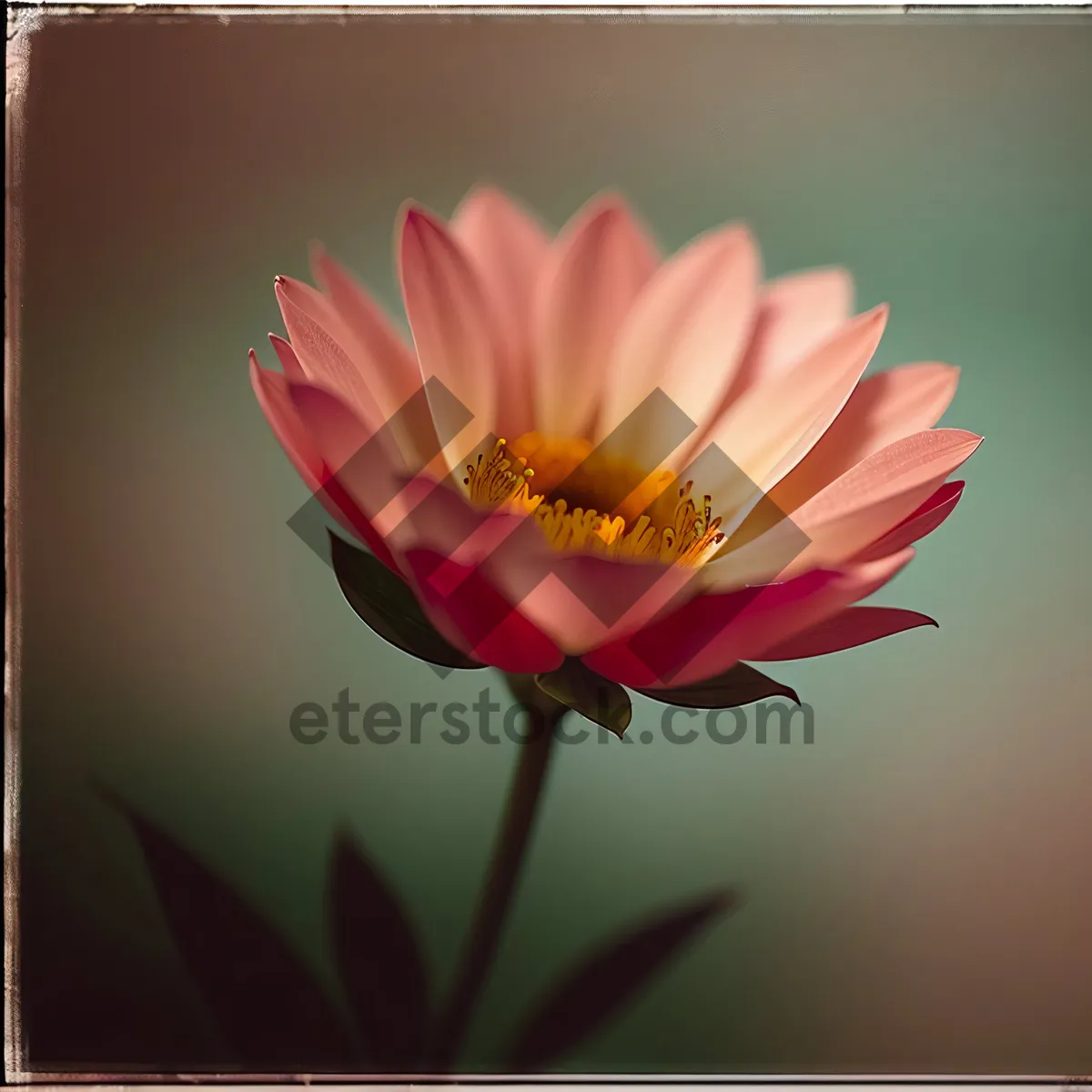 Picture of Blooming Pink Lotus in Garden