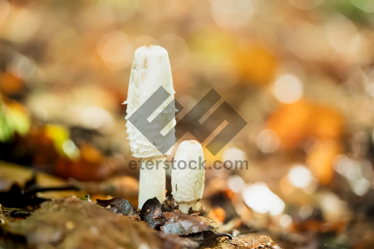 Picture of Organic Ice Mushroom Fungus Vegetable