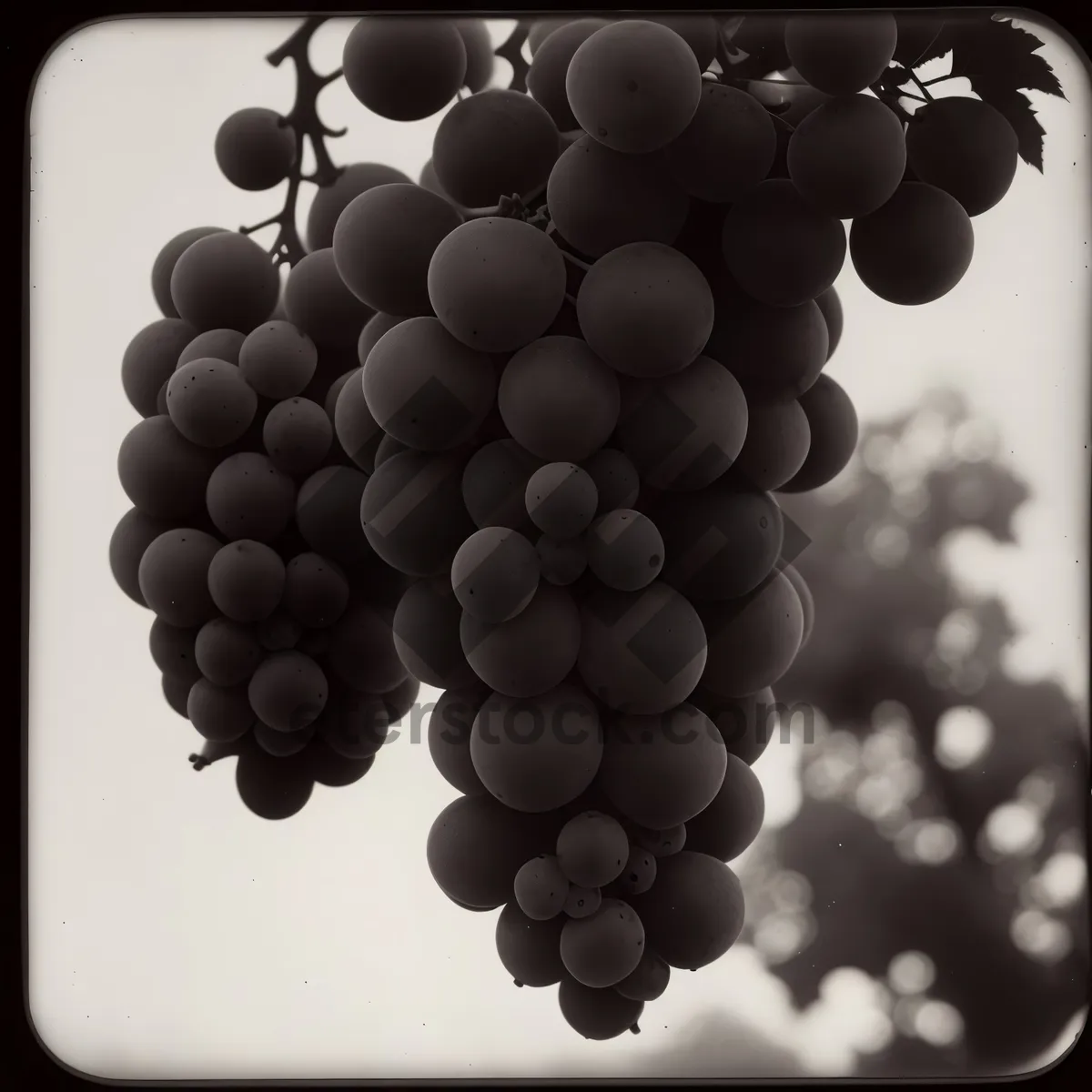 Picture of Autumn Harvest: Ripe and Juicy Grape Cluster