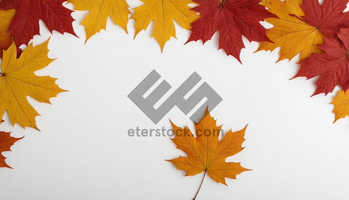Picture of Autumn Leaf Frame Design in Orange and Yellow