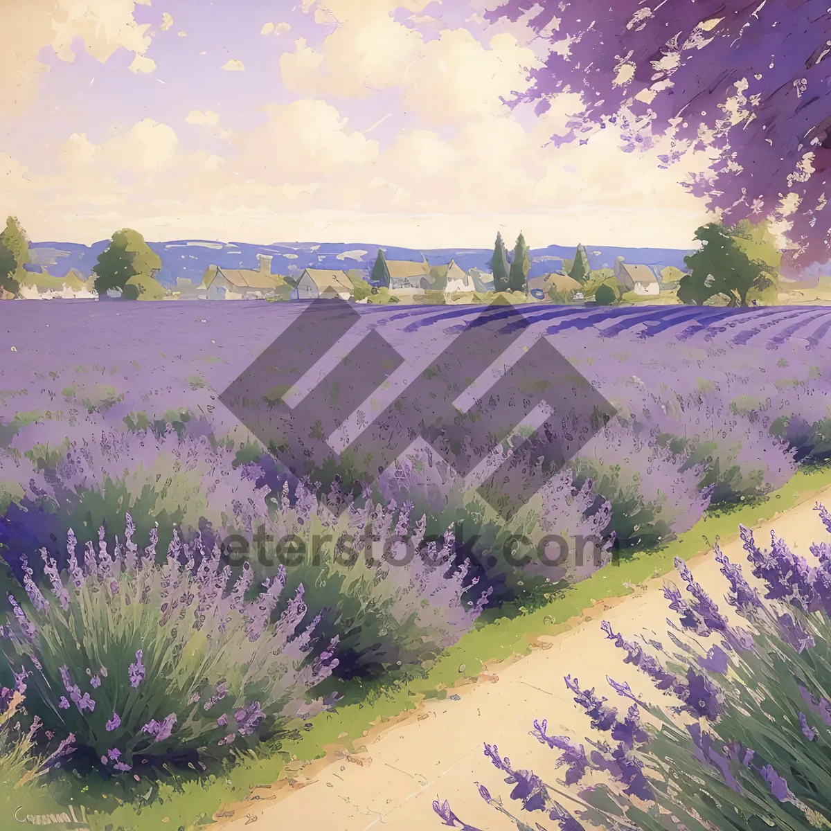 Picture of Colorful Lavender Field in Rural Landscape