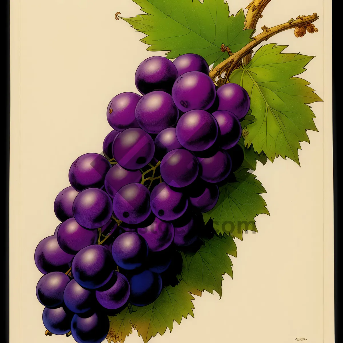 Picture of Sweet Berry Delight: Fresh Juicy Grapes for Celebration!