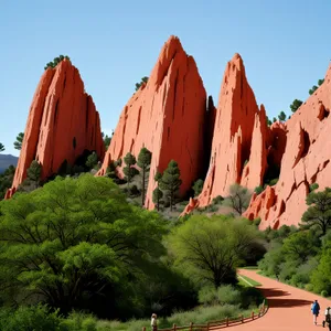 Scenic Canyon View with Towering Trees and Rocky Valley