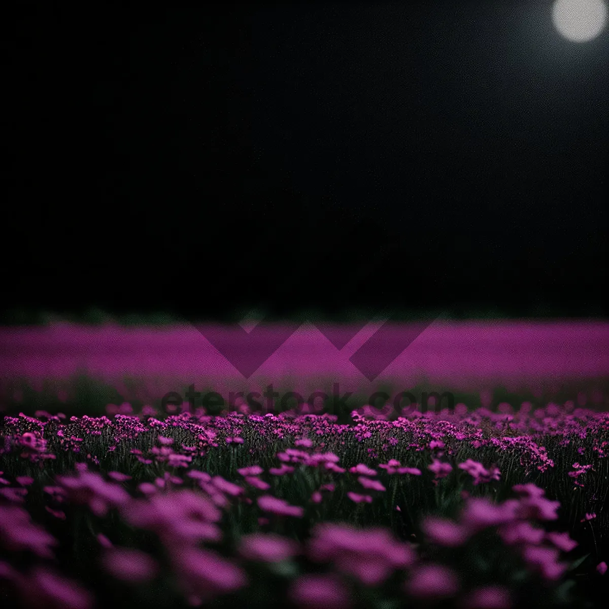 Picture of Vibrant Lavender Heath in Colorful Field