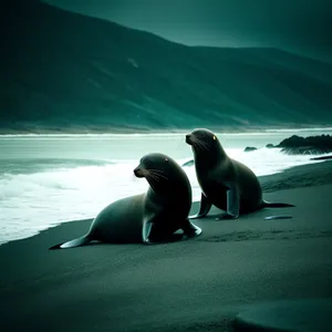 Cute Arctic Seal Splashing in Ocean