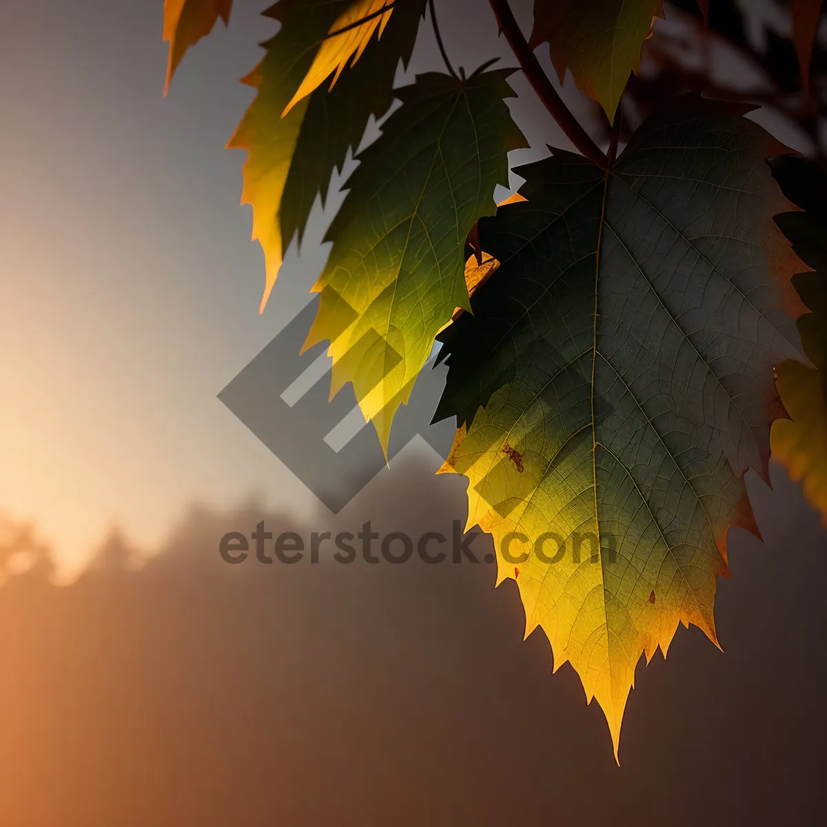 Picture of Autumn Maple Leaves in Vibrant Golden Hue