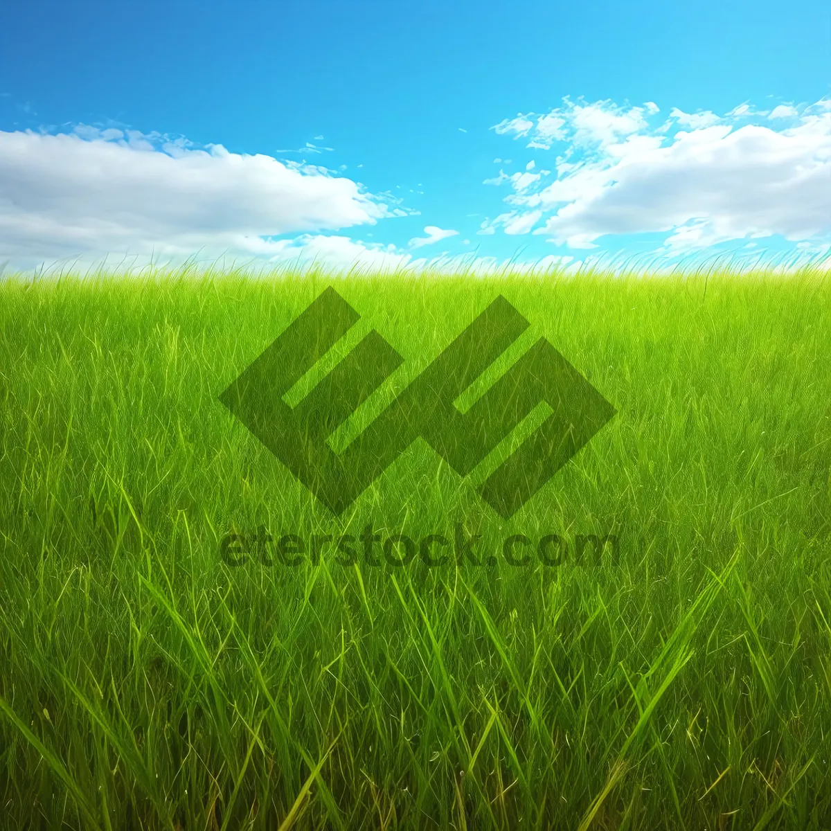 Picture of Vibrant Wheat Field Under Clear Blue Sky