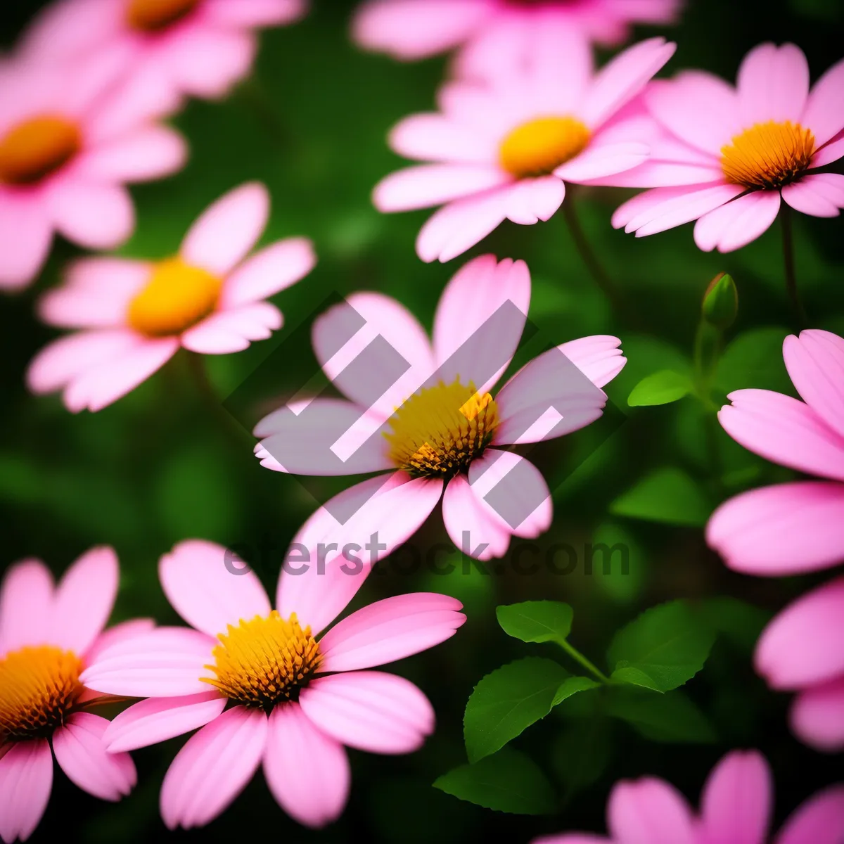 Picture of Yellow Daisy and Violet Wood Sorrel Blooms in Garden