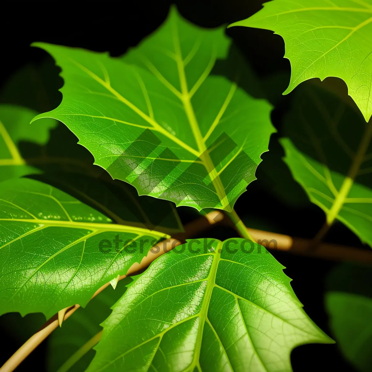 Picture of Colorful Maple Leaves in Lush Forest