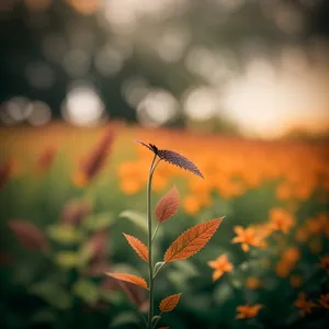 Vibrant Spring Day Lily Garden Snapshot