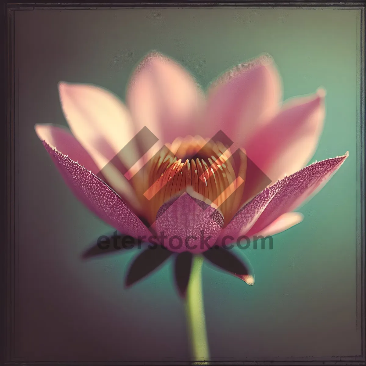 Picture of Pink Lotus Blossom in Summer Garden