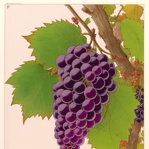 Fresh Autumn Harvest: Juicy Muscat Grape Cluster