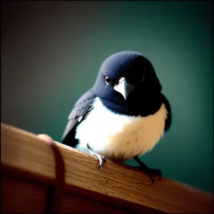 Graceful Flight: Majestic Magpie Spreading Wings in the Wild